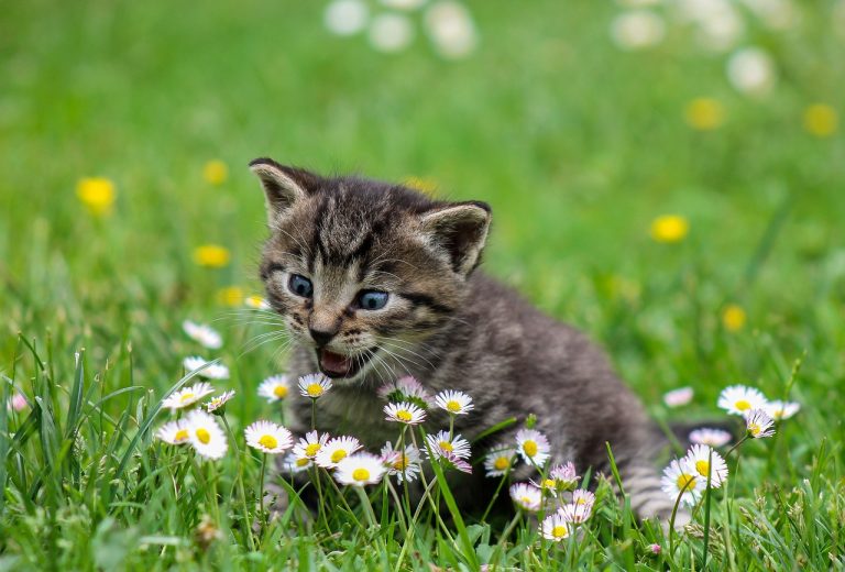 Les petites habitudes qui font le bonheur de votre chat au quotidien