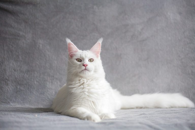 Quelles sont les races de chat qui vivent le plus longtemps ?