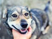 Ces mots que votre chien reconnait et adore entendre mots que votre chien reconnait