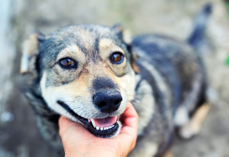 Ces mots que votre chien reconnait et adore entendre