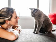 Quels sont les mots que les chats reconnaissent et adorent entendre ? mots que les chats reconnaissent et adorent entendre