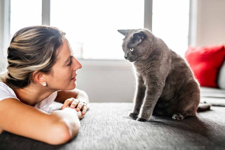 Quels sont les mots que les chats reconnaissent et adorent entendre ?