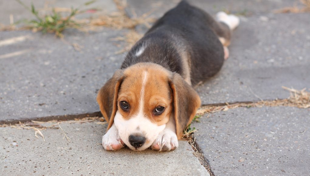 odeurs que votre chien déteste le plus