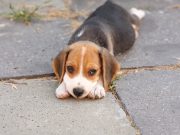 Ces odeurs que votre chien déteste le plus odeurs que votre chien déteste le plus