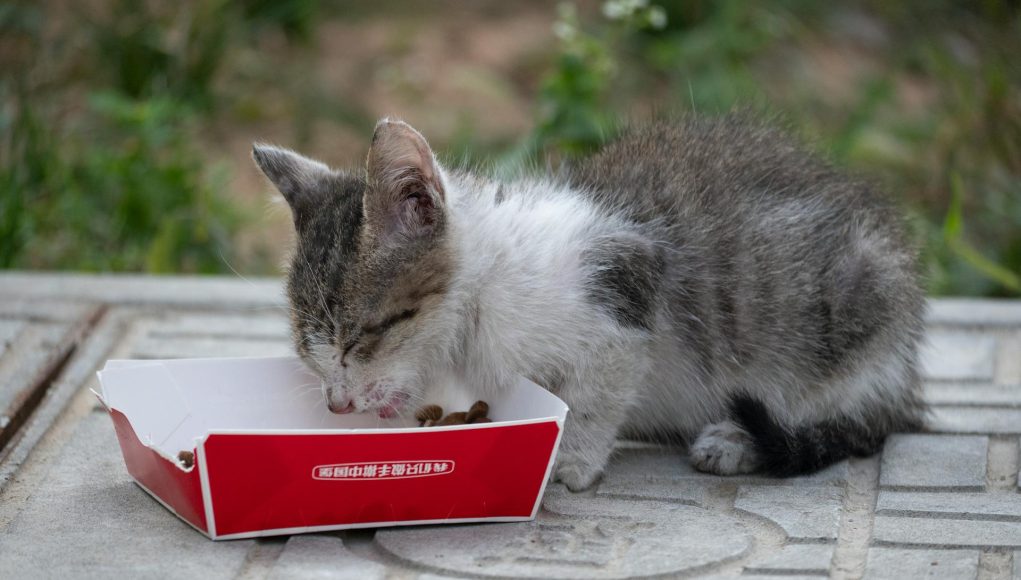 aliments toxiques pour chat