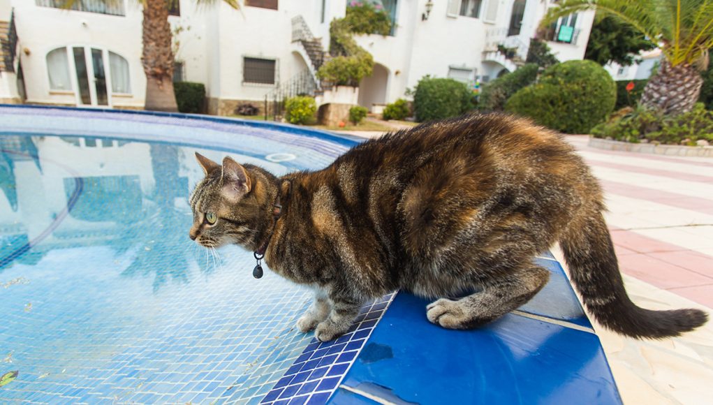 Pourquoi les chats n'aiment pas l'eau