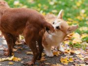 Pourquoi les chiens reniflent-ils le derrière des autres ? chiens reniflent le derrière des autres