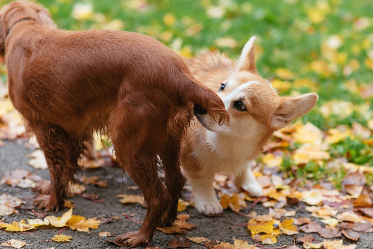 Pourquoi les chiens reniflent-ils le derrière des autres ?