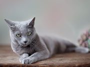 Le Bleu Russe : Caractère et alimentation de la race race de chat Bleu Russe