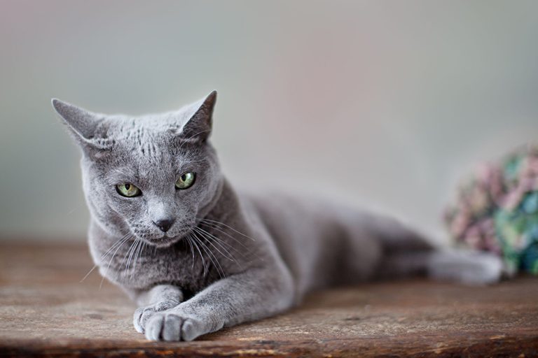 Le Bleu Russe : Caractère et alimentation de la race