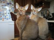 L’Abyssin : Caractère et alimentation de la race race de chat Abyssin