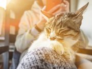 Voici la race de chat idéale selon votre signe astrologique race de chat idéale selon votre signe astrologique