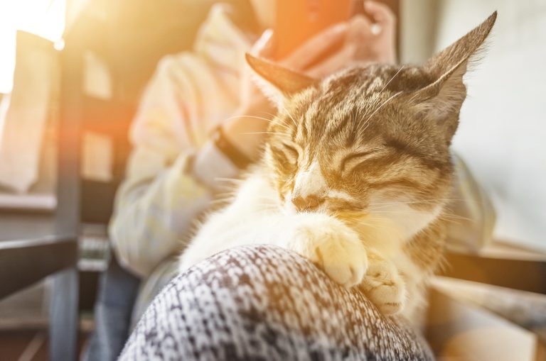 Voici la race de chat idéale selon votre signe astrologique