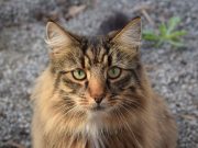 Le Norvégien : Caractère et alimentation de la race race de chat Norvégien