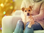 Quelle est la race de chien parfaite selon votre signe astrologique ?