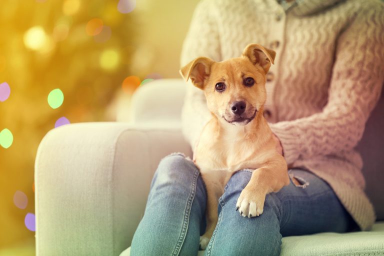 Quelle est la race de chien parfaite selon votre signe astrologique ?