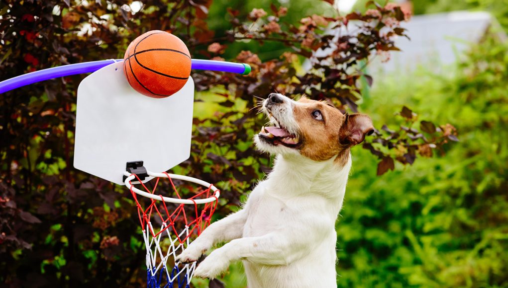 races de chien ont besoin d'exercices physiques spécifiques