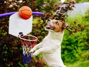 Quelles races de chien ont besoin d’exercices physiques spécifiques ? races de chien ont besoin d'exercices physiques spécifiques