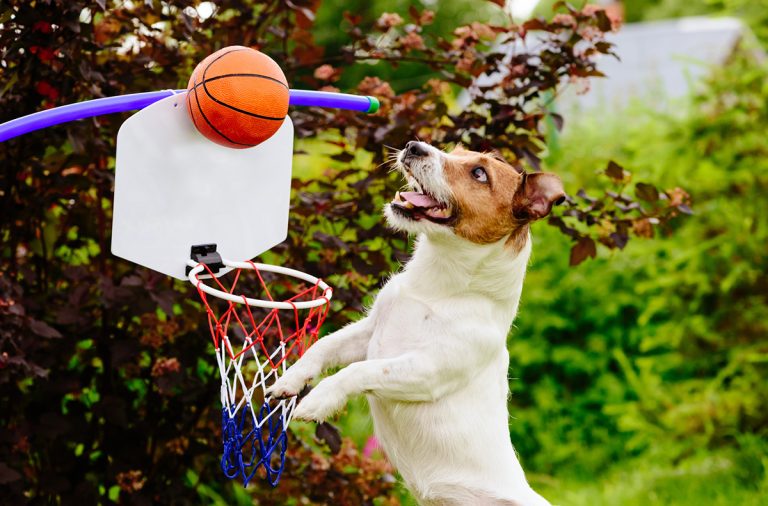 Quelles races de chien ont besoin d’exercices physiques spécifiques ?