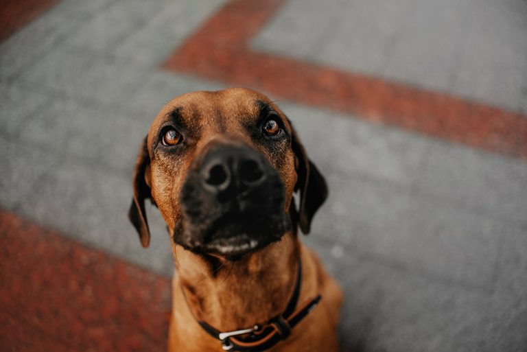 Quelles sont les races de chien qui ont le plus peur de l’orage ?