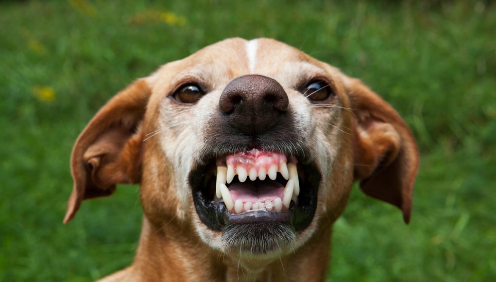 races de chiens ont le plus tendance à mordre