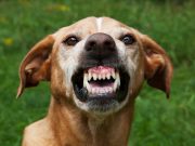 Ces races de chiens ont le plus tendance à mordre races de chiens ont le plus tendance à mordre