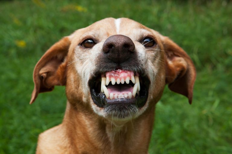 Ces races de chiens ont le plus tendance à mordre