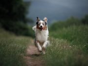 Les races de chien qui sont prêtes à tout pour aider leur maître races de chien qui sont prêtes à tout pour aider leur maître