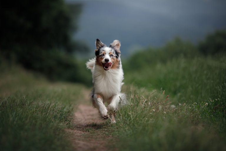 Les races de chien qui sont prêtes à tout pour aider leur maître