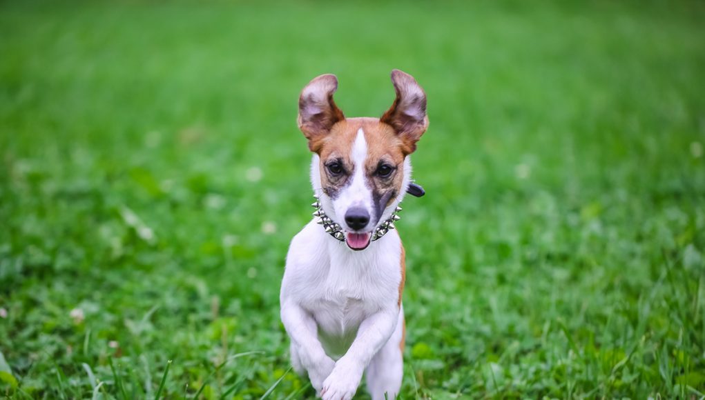 races de chien les plus sensibles au stress