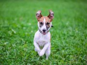 Quelles sont les races de chien les plus sensibles au stress ? races de chien les plus sensibles au stress