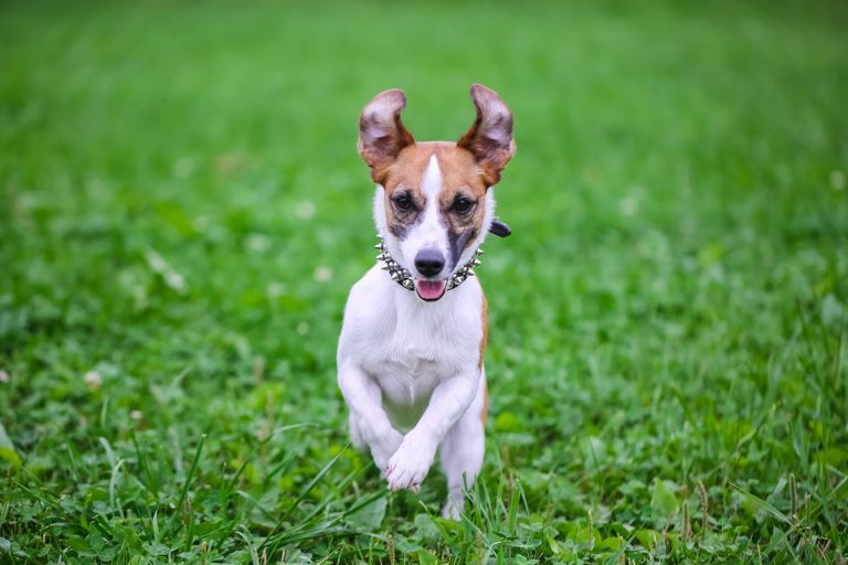 Quelles sont les races de chien les plus sensibles au stress ?