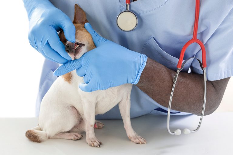 Les 7 races de chien qu’un vétérinaire n’adopterait jamais
