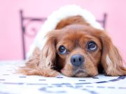 Comment savoir si votre chien est jaloux ? savoir si votre chien est jaloux