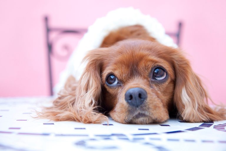 Comment savoir si votre chien est jaloux ?