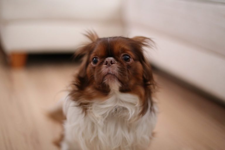 Comment connaître les phobies de votre chien ? 