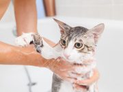 Comment faire une séance de toilettage agréable pour votre chat ? faire une séance de toilettage agréable pour votre chat