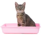 6 solutions efficaces pour habituer votre chat à sa litière solutions efficaces pour habituer votre chat à sa litière