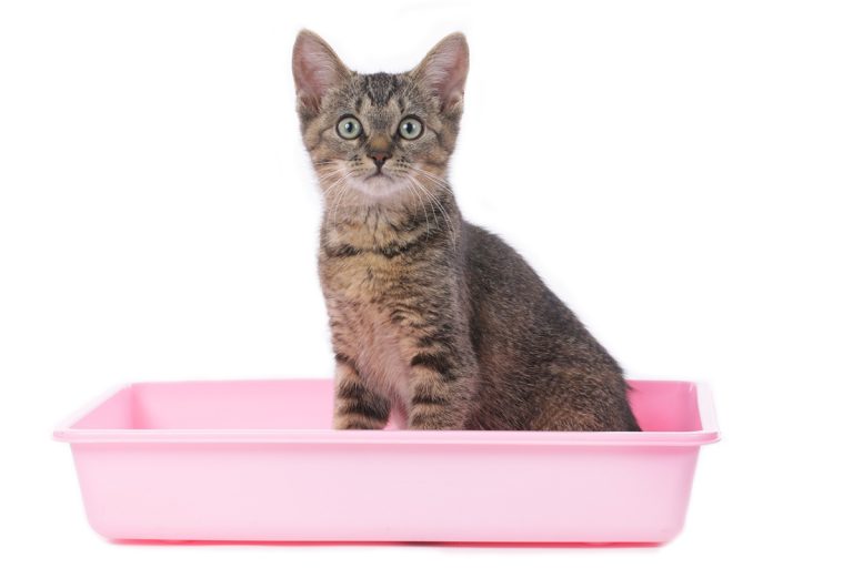 6 solutions efficaces pour habituer votre chat à sa litière