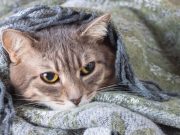 Vermifuge pour chat – Comment bien vermifuger son chat ? bien vermifuger chat