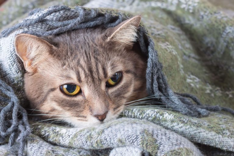 Vermifuge pour chat – Comment bien vermifuger son chat ?