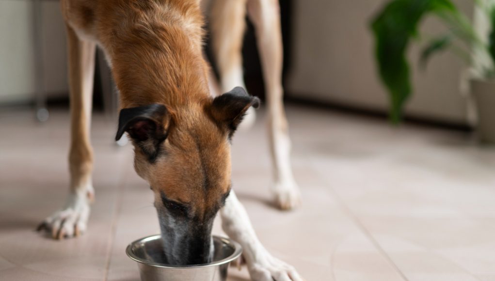 Donner du poisson à son chien