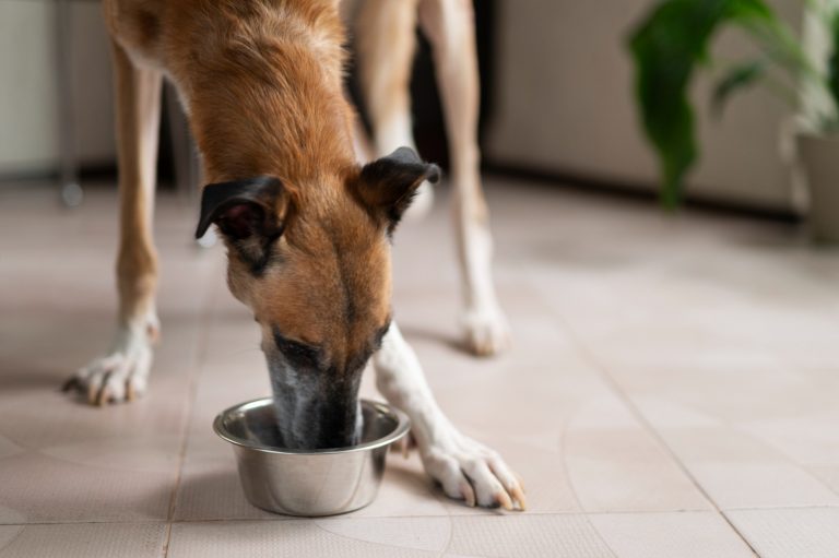 Peut-on donner du poisson à manger à son chien ?