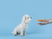 Est-ce bien de donner du fromage à son chien ? donner du fromage