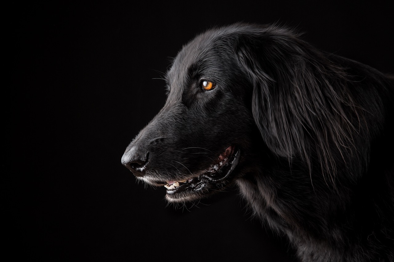 Un chien peut voir dans le noir