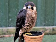 Les 10 animaux les plus rapides du monde : Et vous allez être surpris ! animaux les plus rapides du monde