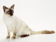 Le Balinais : Caractère et alimentation de la race race de chat Balinais