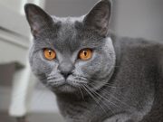 Le Chartreux : Caractère et alimentation de la race race de chat Chartreux
