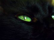 11 chats noirs aux yeux verts les plus mignons chats noirs aux yeux verts