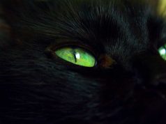 11 chats noirs aux yeux verts les plus mignons chats noirs aux yeux verts